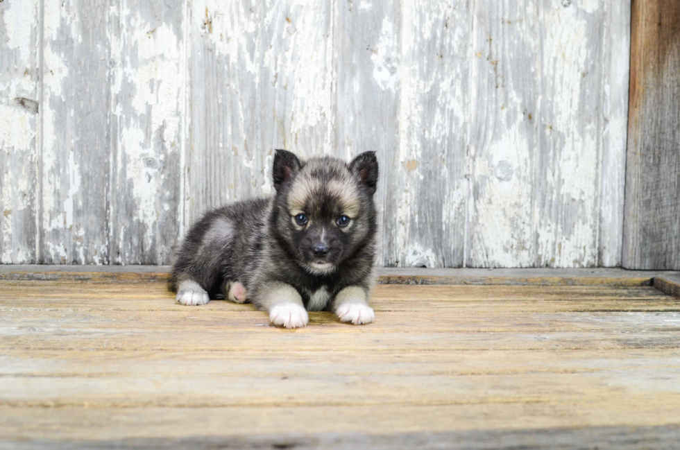 Little Mini Husky Designer Puppy