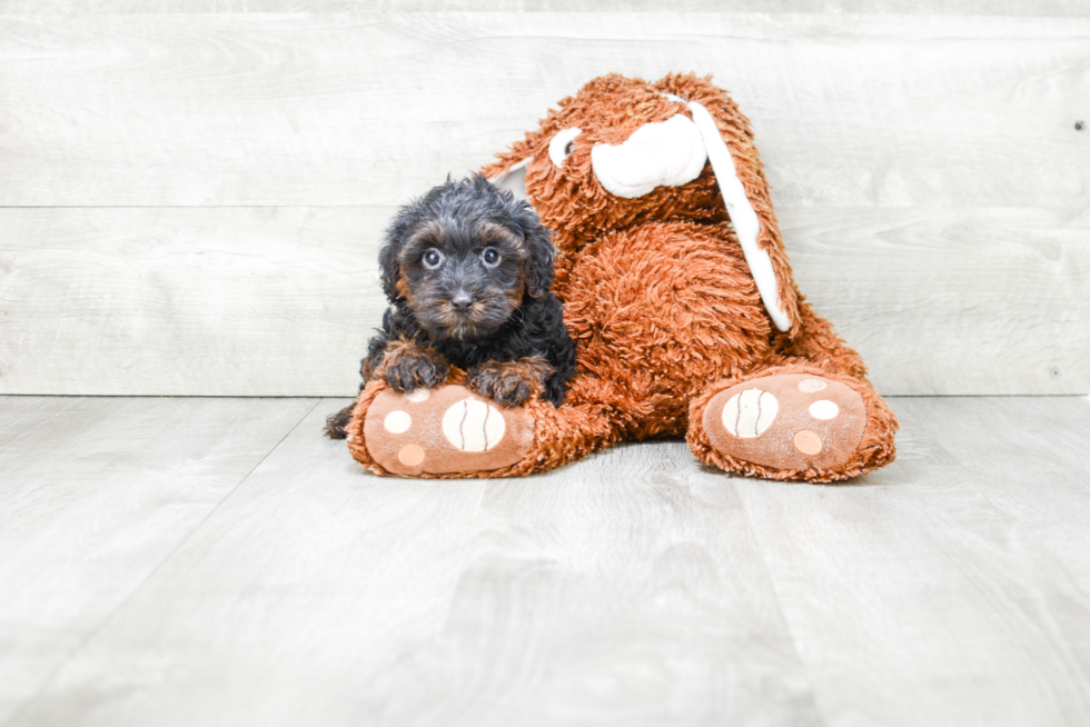 Yorkie Poo Pup Being Cute