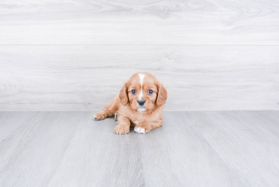 Best Cavalier King Charles Spaniel Baby