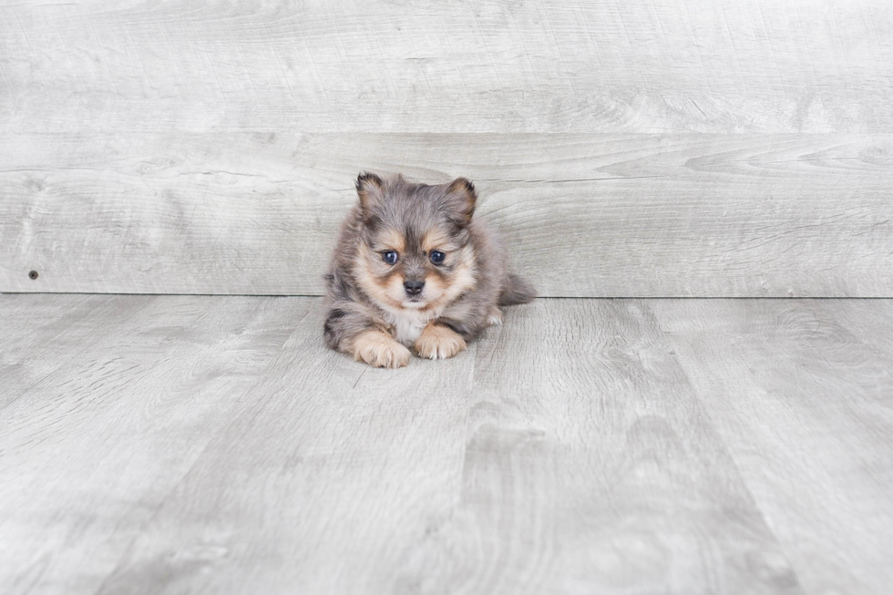 Pomeranian Pup Being Cute