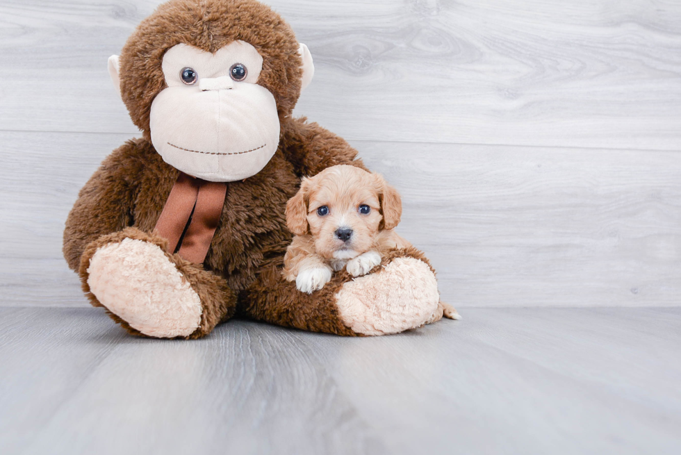 Fluffy Cavachon Designer Pup