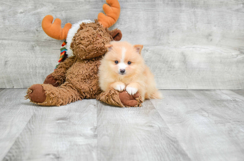 Pomeranian Puppy for Adoption