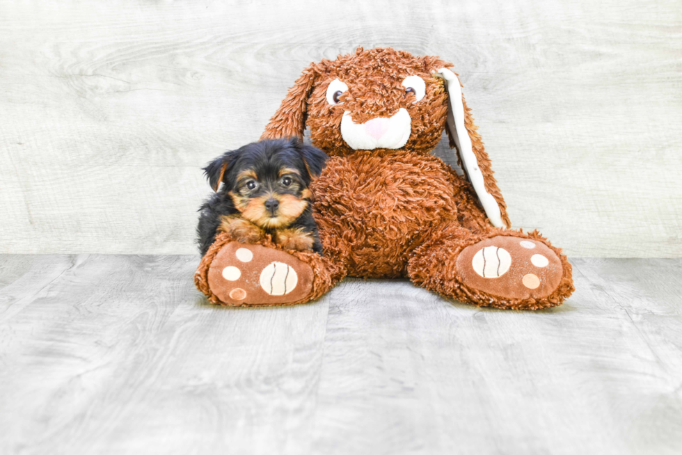 Meet Lisa - our Yorkshire Terrier Puppy Photo 