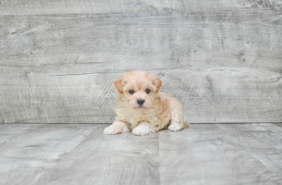 Maltipoo Puppy for Adoption