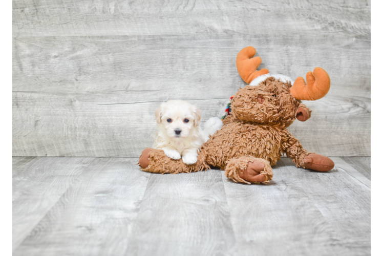 Maltipoo Pup Being Cute