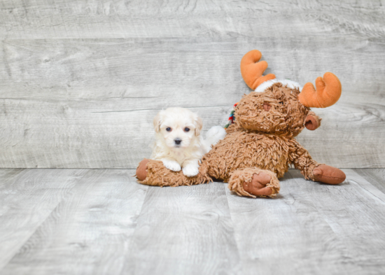 Maltipoo Pup Being Cute