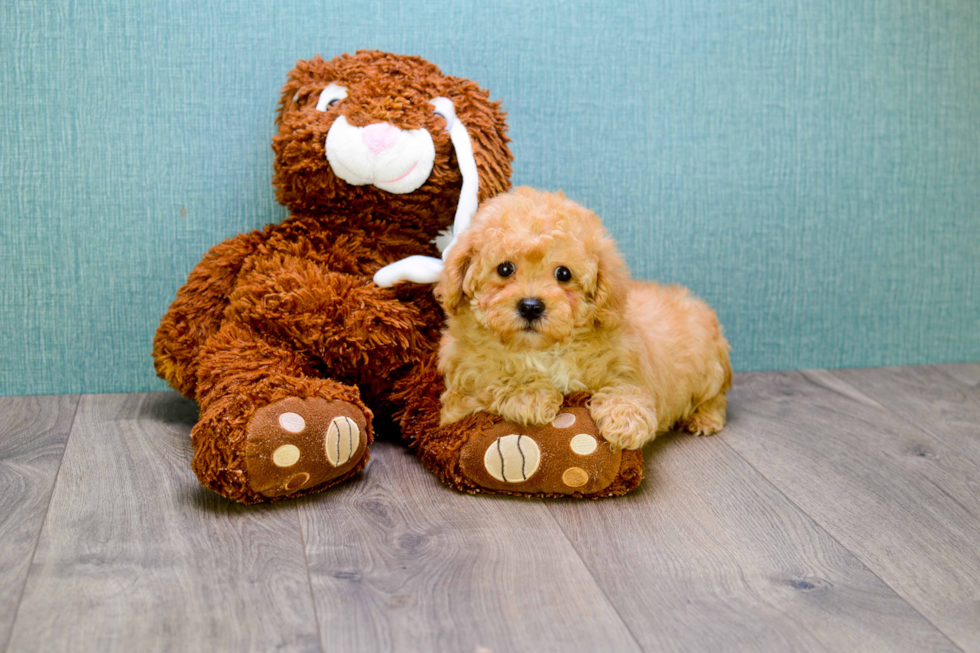 Hypoallergenic Cavoodle Poodle Mix Puppy