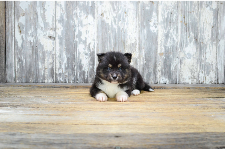 Fluffy Pomsky Designer Pup