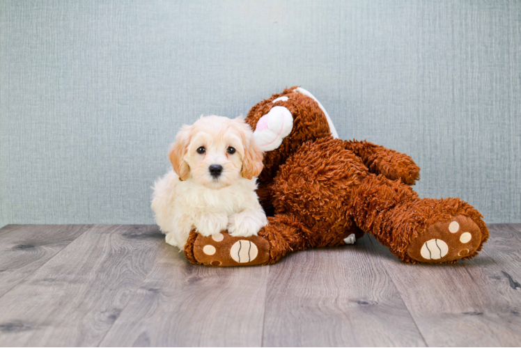 Maltipoo Pup Being Cute