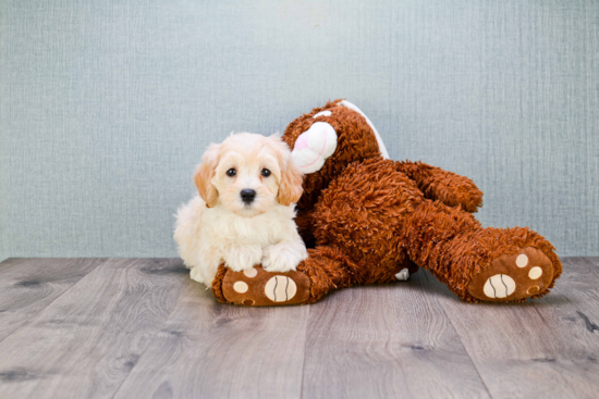 Maltipoo Pup Being Cute