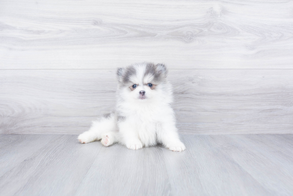 Petite Pomsky Designer Pup