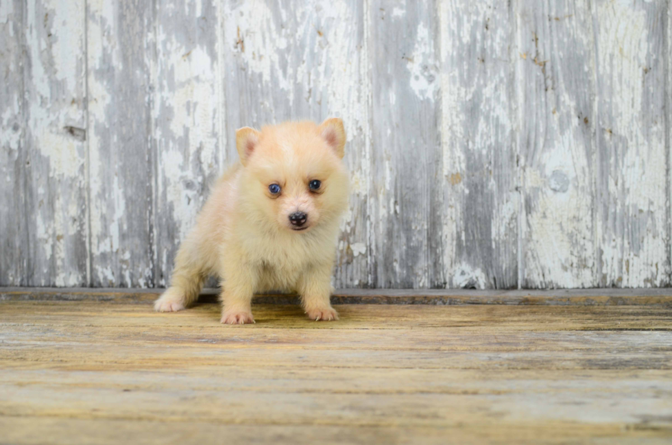 Pomsky Pup Being Cute