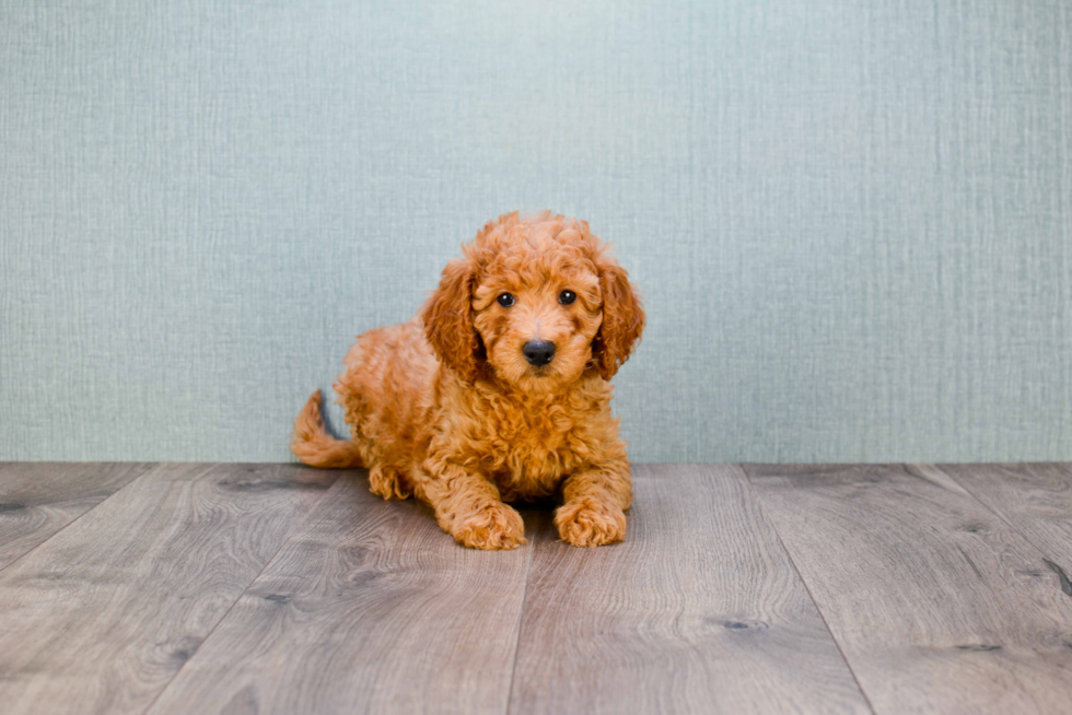 Petite Mini Goldendoodle Poodle Mix Pup