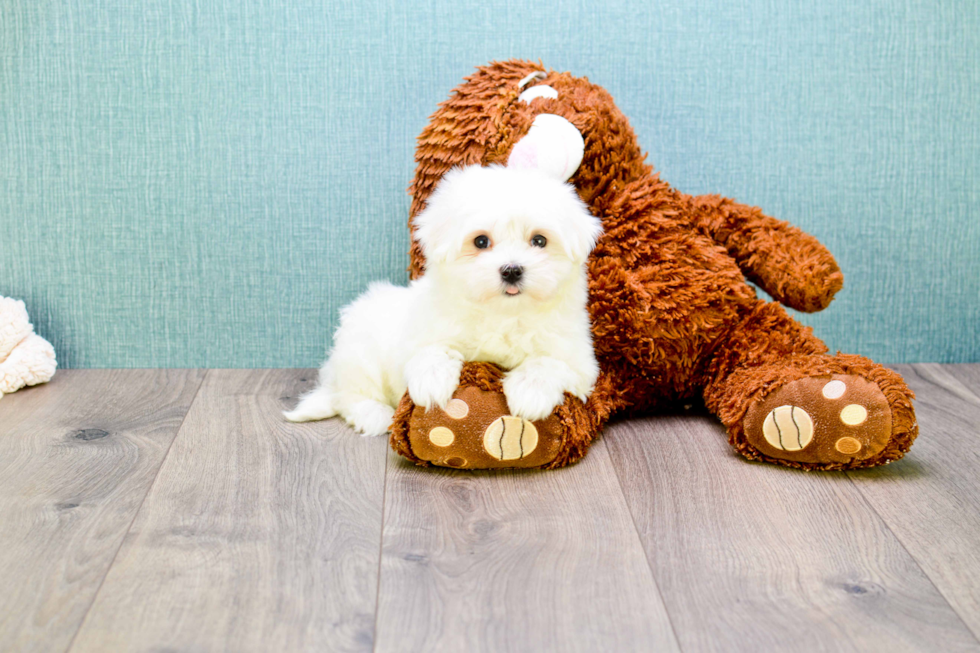 Fluffy Maltese Purebred Puppy