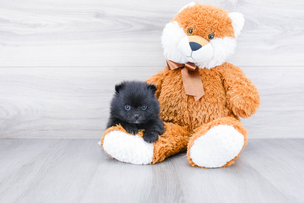 Petite Pomeranian Purebred Puppy