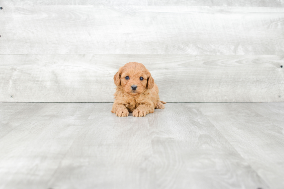 Best Cavapoo Baby