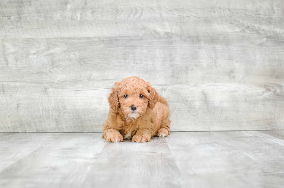 Best Mini Goldendoodle Baby