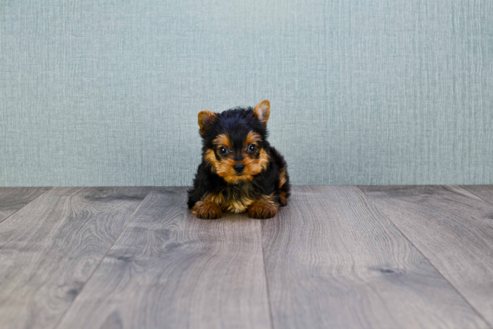 Meet Steph - our Yorkshire Terrier Puppy Photo 