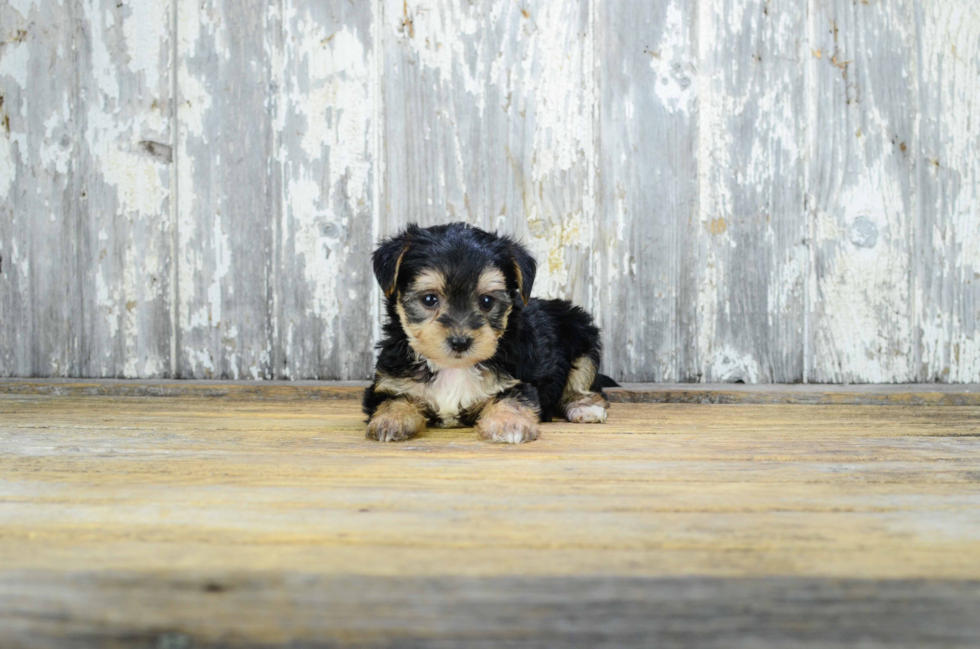 Cute Morkie Baby