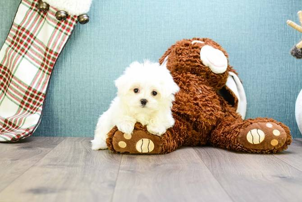 Maltese Pup Being Cute