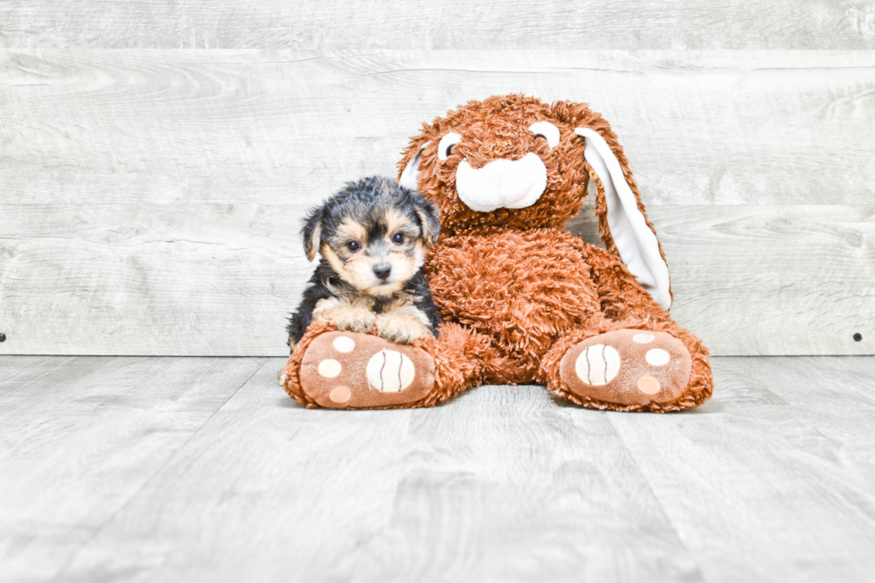 Morkie Pup Being Cute