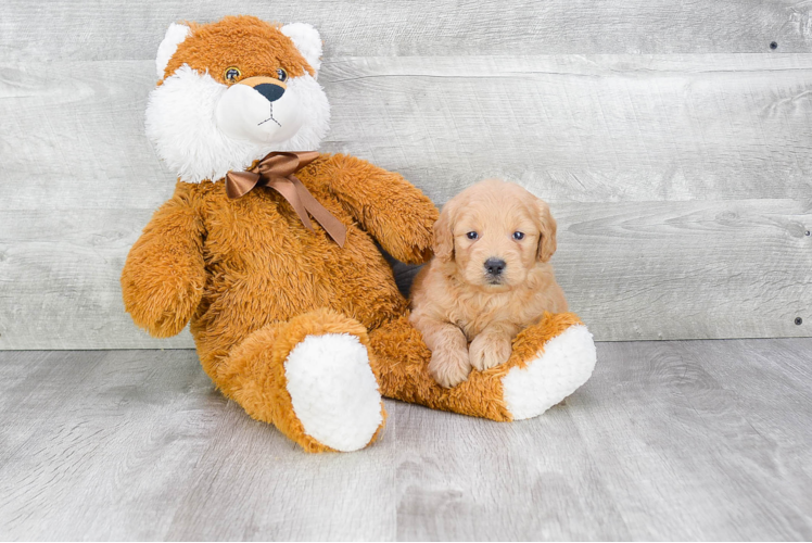 Mini Goldendoodle Puppy for Adoption