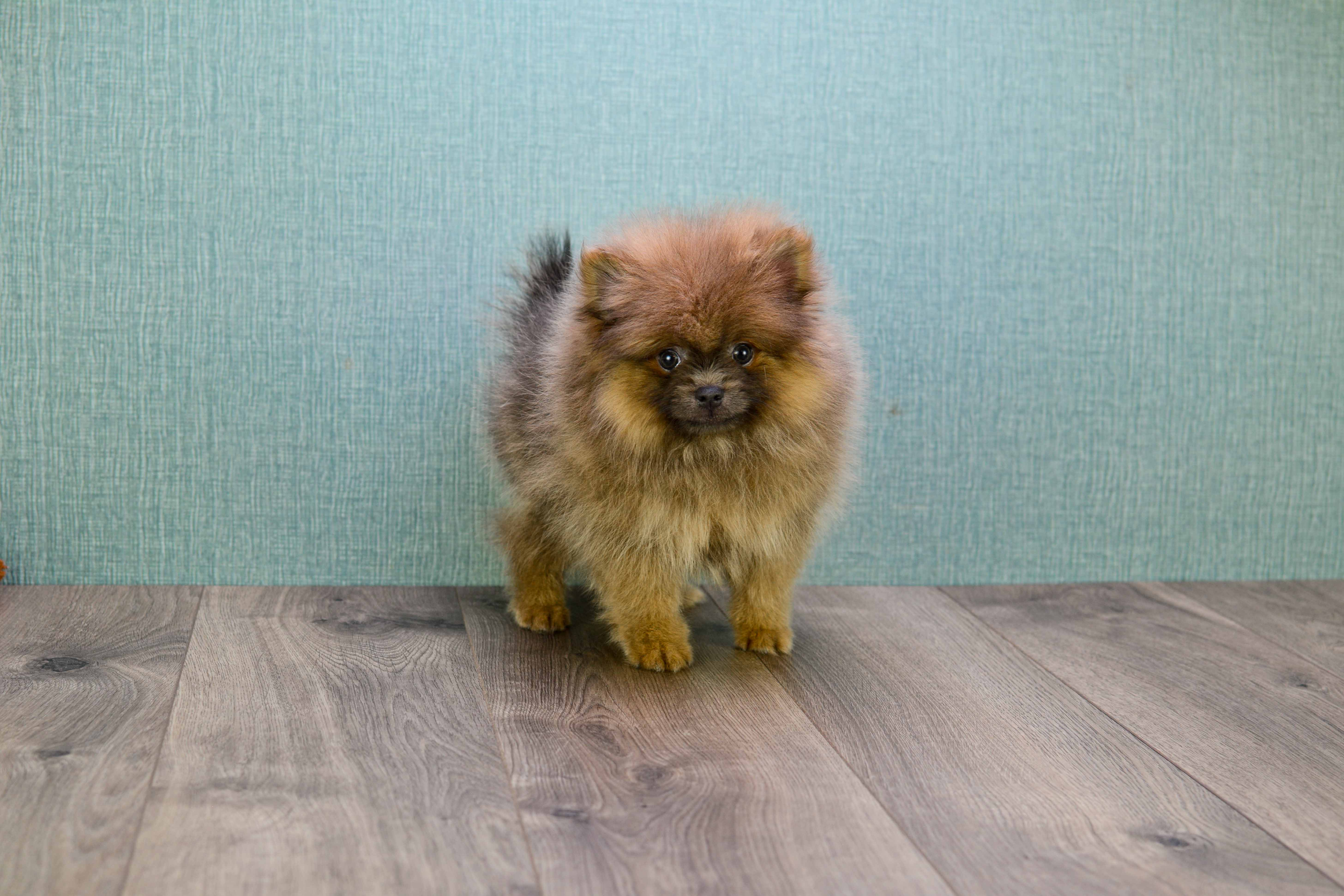 Akc Registered Pomeranian Purebred Pup