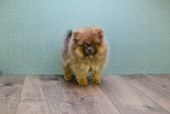 Akc Registered Pomeranian Purebred Pup