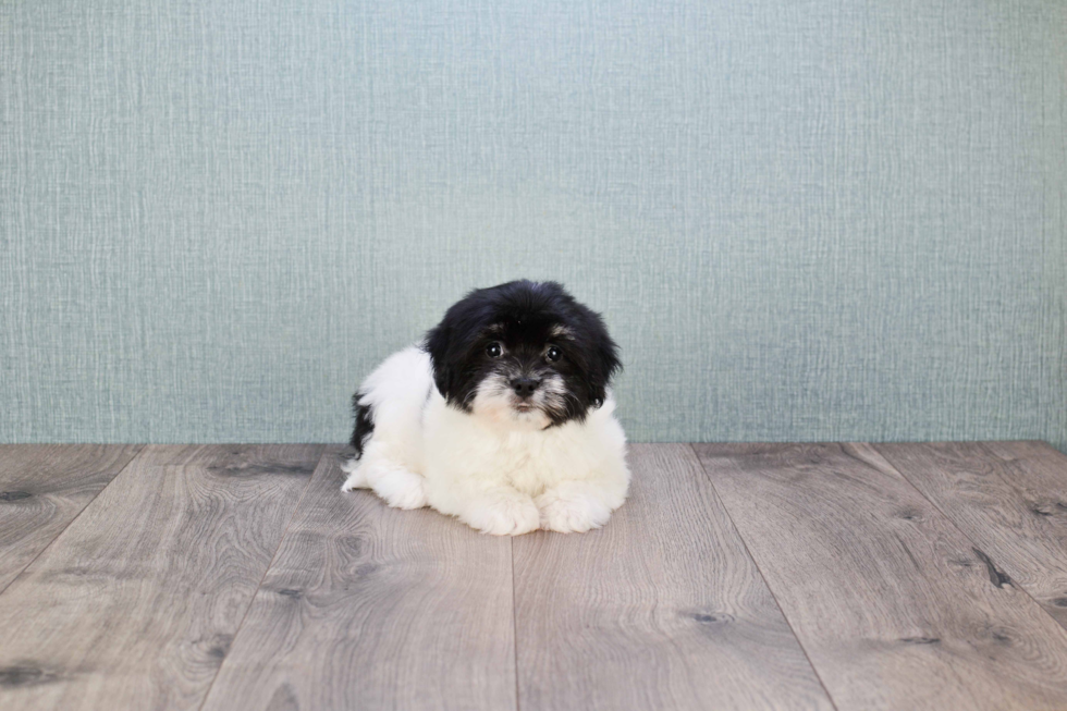 Hypoallergenic Havanese Purebred Pup