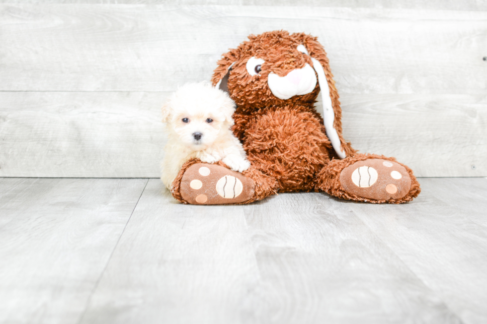 Maltipoo Puppy for Adoption