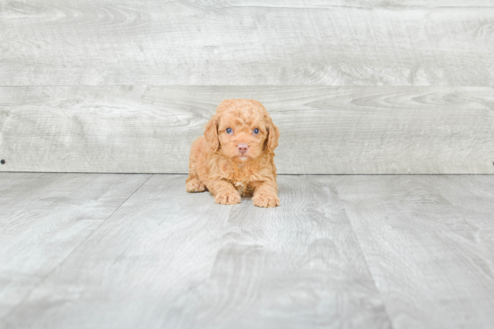 Best Mini Goldendoodle Baby