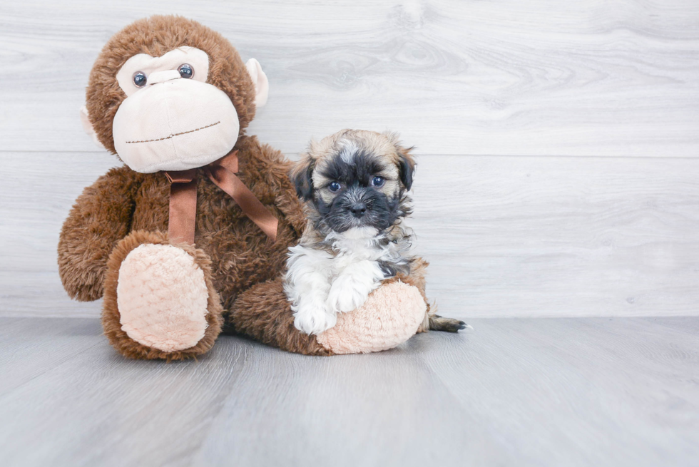 Best Havanese Baby