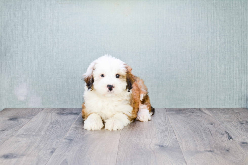 Sweet Mini Bernedoodle Baby