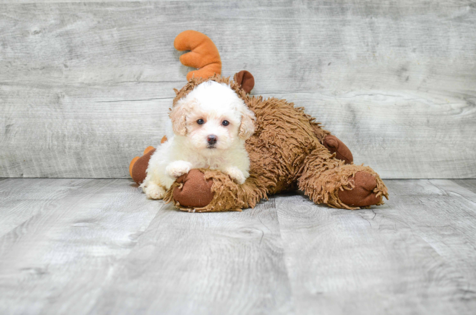 Petite Pudle Purebred Puppy