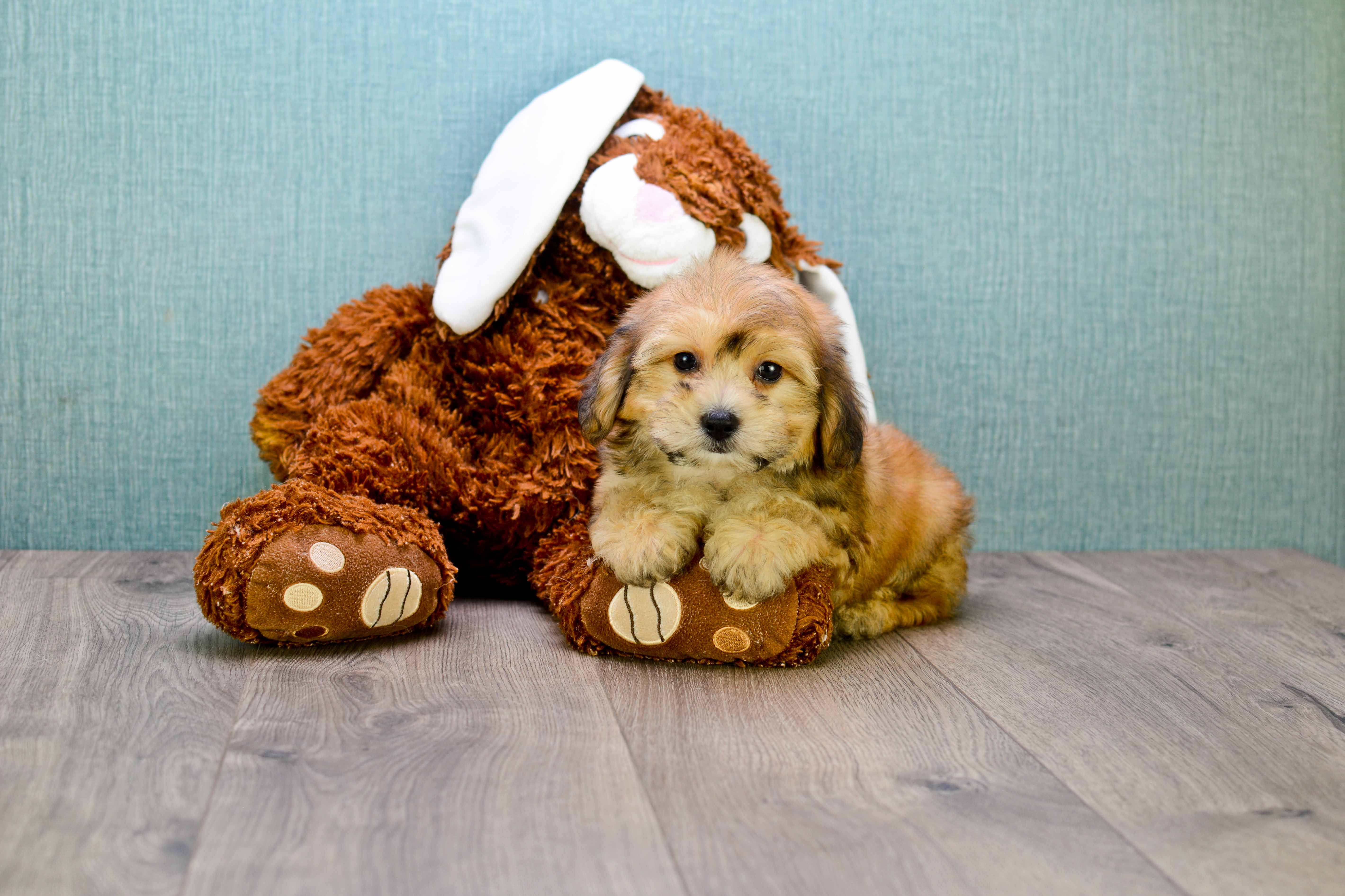 Best Morkie Baby