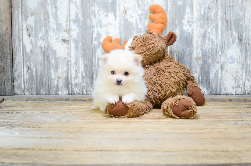 Akc Registered Pomeranian Baby