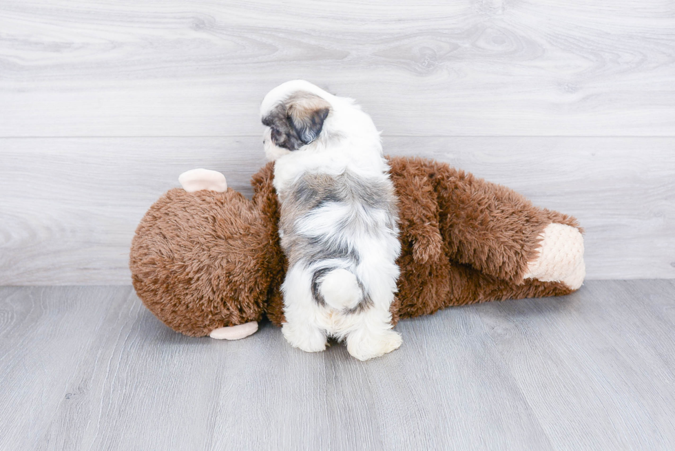 Teddy Bear Pup Being Cute