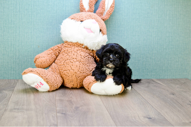 Best Morkie Baby