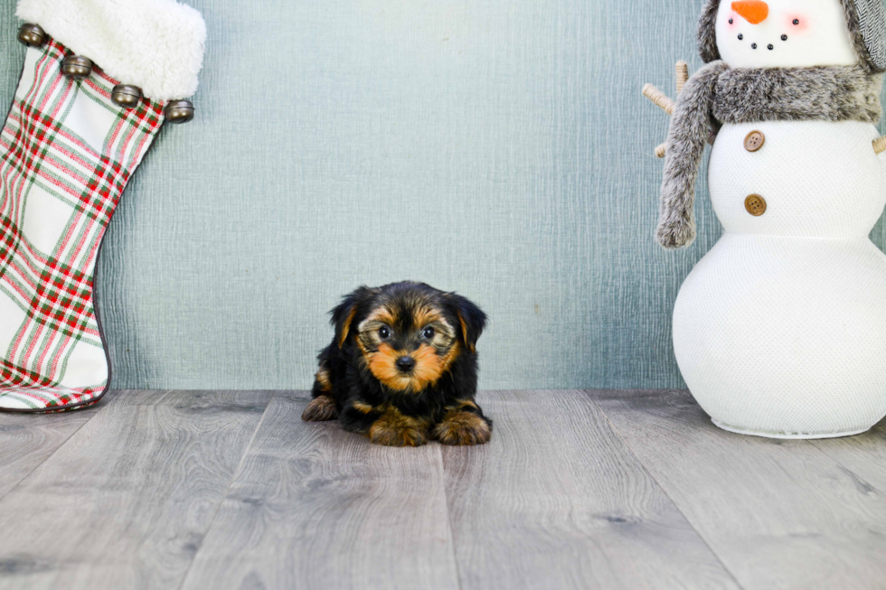 Meet Ryan - our Yorkshire Terrier Puppy Photo 