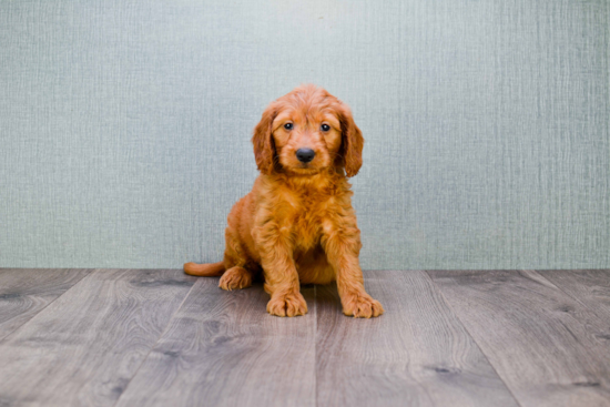 Best Mini Goldendoodle Baby