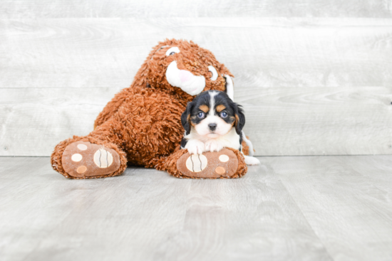 Little Cavalier King Charles Spaniel Baby