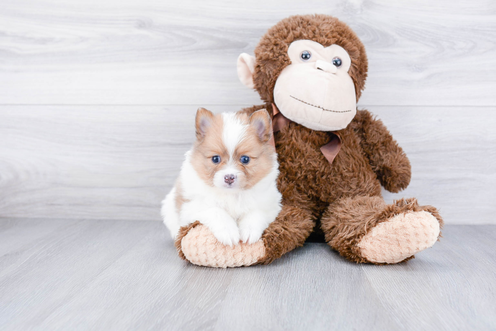 Playful Pomeranian Purebred Pup