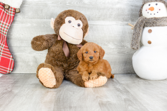 Best Mini Goldendoodle Baby