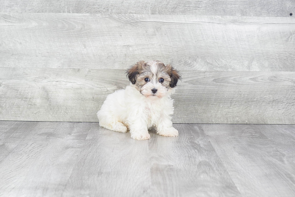 Best Havanese Baby