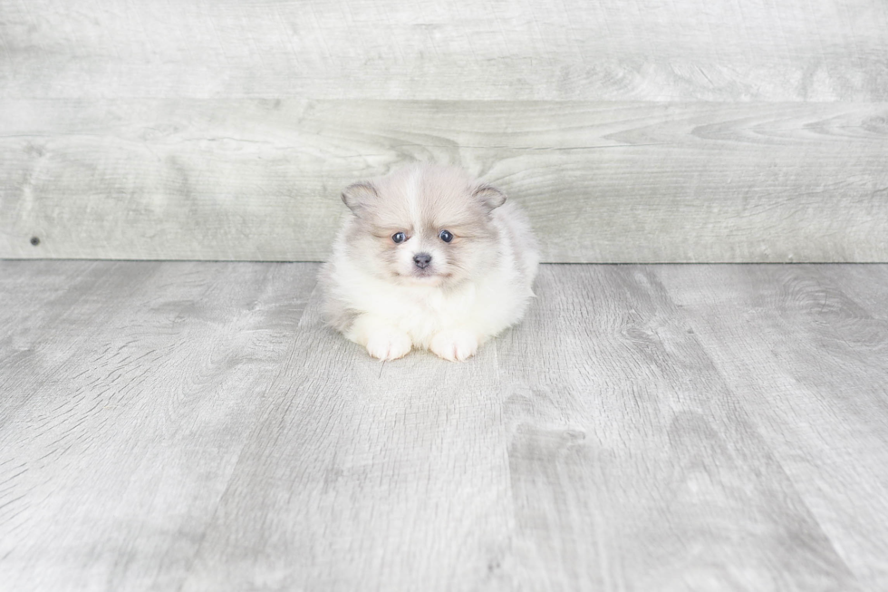 Best Pomeranian Baby