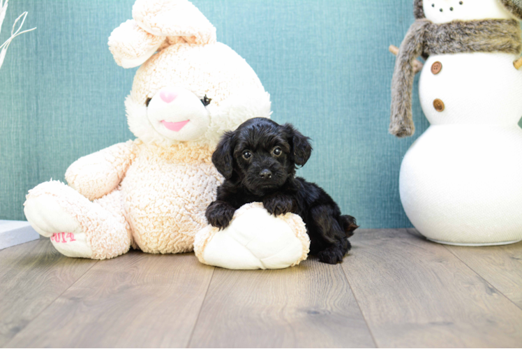 Energetic Yorkie Doodle Poodle Mix Puppy