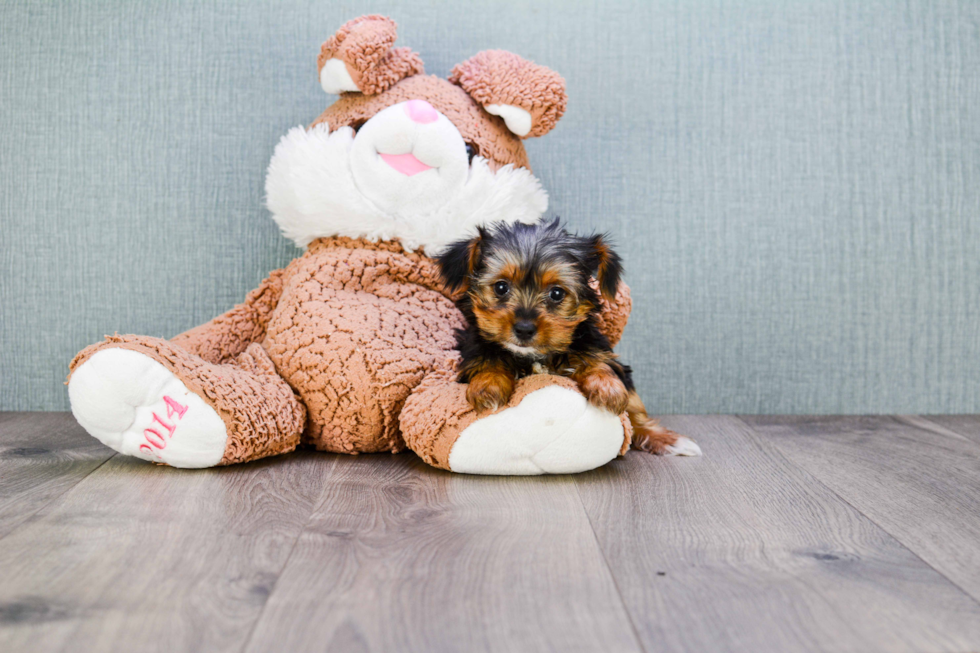 Meet Lisa - our Yorkshire Terrier Puppy Photo 