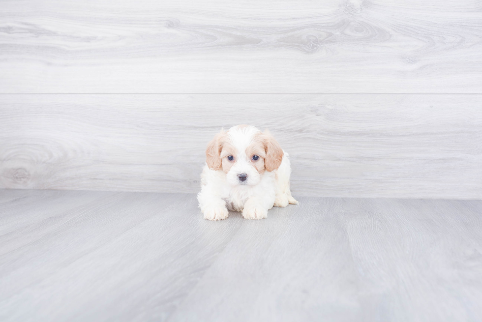 Adorable Cavalier Designer Puppy