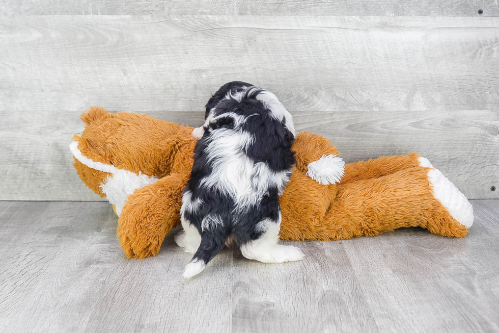 Cavachon Puppy for Adoption