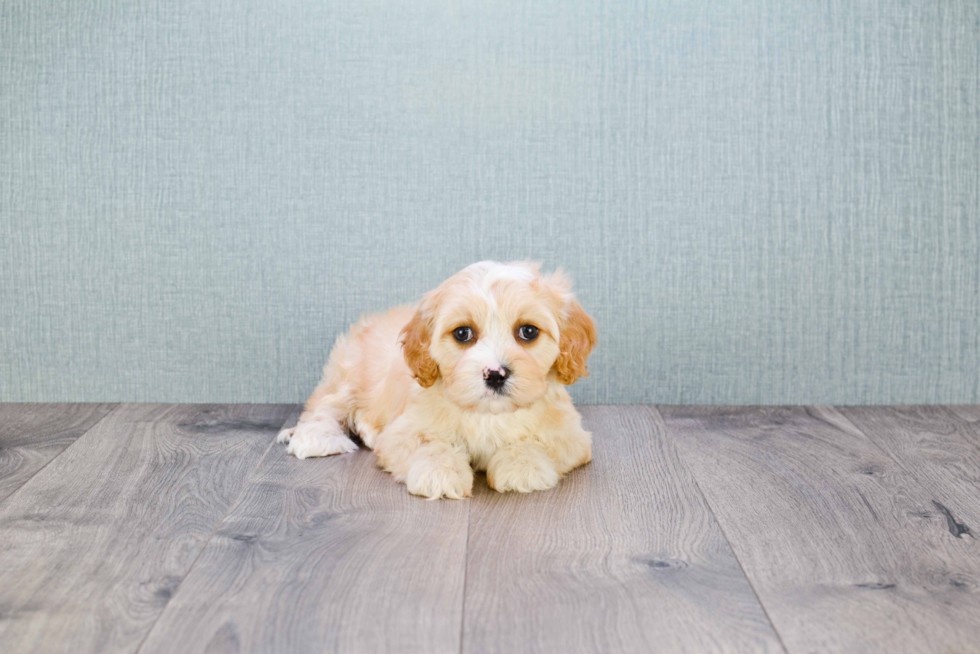 Popular Cavachon Designer Pup